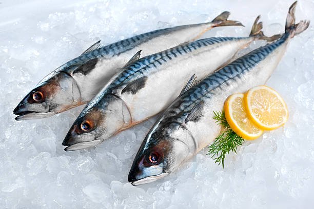 Fresh mackerel fish (Scomber scrombrus) on ice