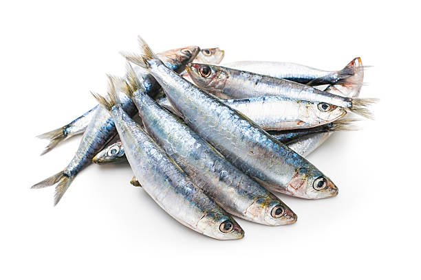 Fresh raw sardines isolated on white background