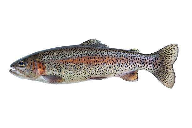Image of a pristine native rainbow trout isolated on white background